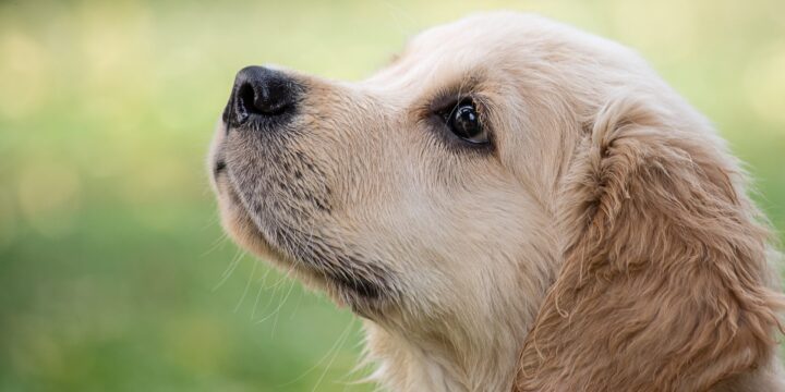 El nuevo tratamiento legal hacia los animales de compañía